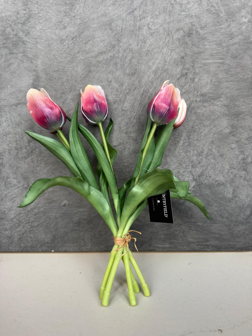 Tulpen