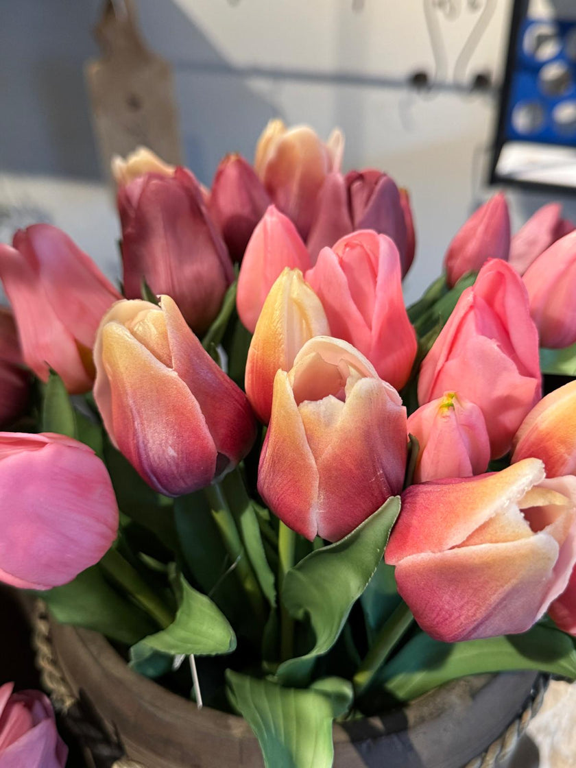 Tulpen